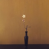 白蘋洲