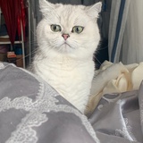 猫儿