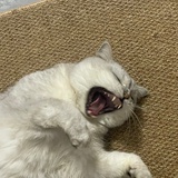 小鲨