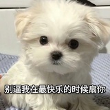 洞里的熊