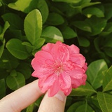 蘑菇头爱吃竹子