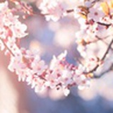 梦里花
