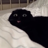 孔孝真