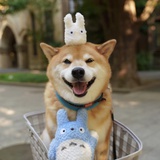 王木木