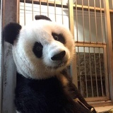白天鹅在游泳