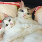 墨颜