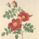 缬