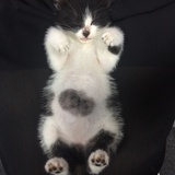 Lulu