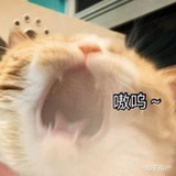 鲤鱼打挺