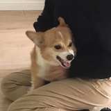 夹泽三七