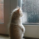 凭栏听春雨