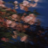 Jelly_