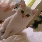 朴心