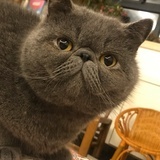 好小一只lxr