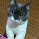 月光虫。