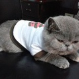 格森猫