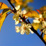 杂花生树
