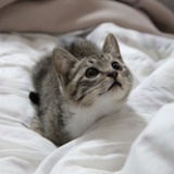 喵喵妙妙猫猫