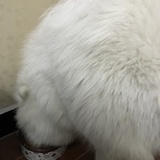 黑木耳炖鸡