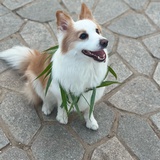 DJ怕种菜