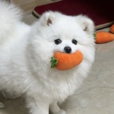 经常梦见你