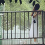 一抹绿