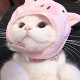冰月亮面包