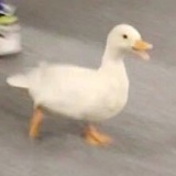 鹅岛