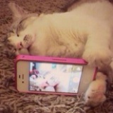 猫爪爪゛