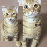 大大和萌萌