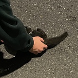 鱼渴