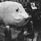 🐷