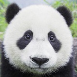 抽风手戴老湿