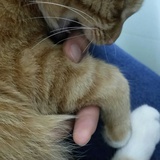 大拇指被猫咬