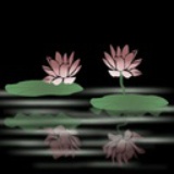荷儿