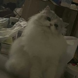 黑不溜秋咕哝蛋