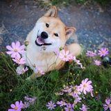 栀子花开在春天