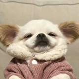啵啵鱼啵啵