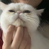桐桐
