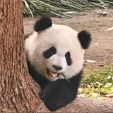 江湖翩子