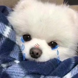 我是顶流