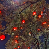夏意阑珊