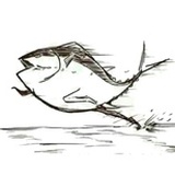 龙俐鱼