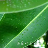 一叶知秋