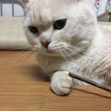 大旋子