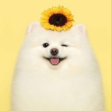 喵