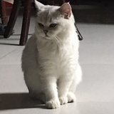我姓“张”