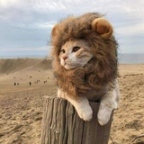 独角仙仙