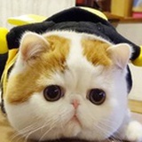 橘