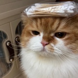 seeumoon